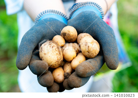 Newly harvested potatoes in gloves Newly harvested potatoes in gloves 141010823