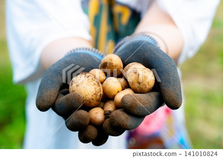 Harvesting new potatoes with gloves Harvesting new potatoes with gloves 141010824