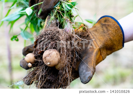 Harvesting new potatoes with roots still attached 141010826