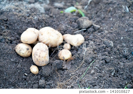 New potatoes lined up in the field 141010827