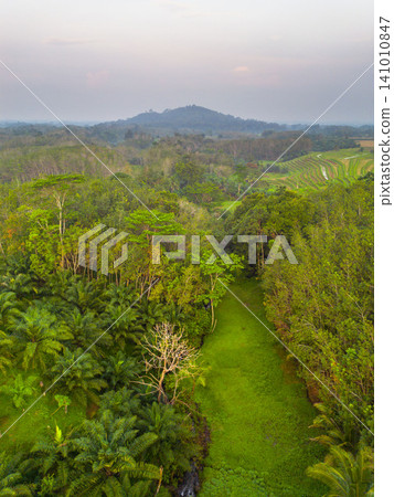 Beautiful panoramic aerial view of terraced rice fields at sunrise in Indonesia, surrounded by lush tropical greenery and palm trees. Beautiful panoramic aerial view of terraced rice fields at sunrise in Indonesia, surrounded by lush tropical greenery and palm trees. 141010847