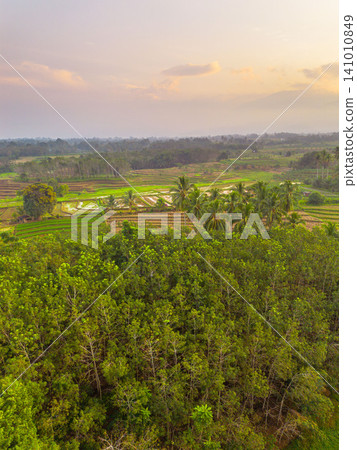 Beautiful panoramic aerial view of terraced rice fields at sunrise in Indonesia, surrounded by lush tropical greenery and palm trees. 141010849