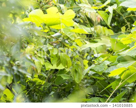 A Japanese white-eye perched on a plant along the Inagawa River. A Japanese white-eye perched on a plant along the Inagawa River. 141010885