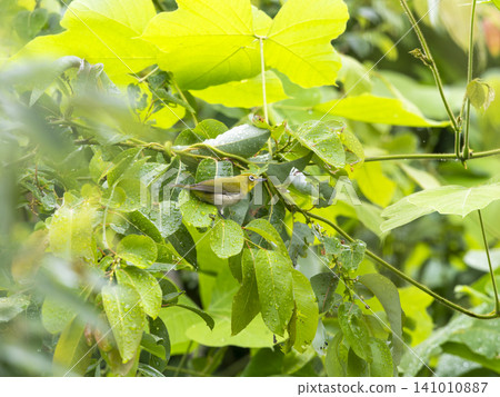 A Japanese white-eye perched on a plant along the Inagawa River. A Japanese white-eye perched on a plant along the Inagawa River. 141010887