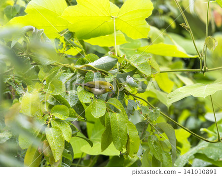 A Japanese white-eye perched on a plant along the Inagawa River. A Japanese white-eye perched on a plant along the Inagawa River. 141010891