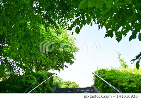 走出綠蔭隧道,映入眼簾的是一片藍天。 走出綠蔭隧道,映入眼簾的是一片藍天。 141010920