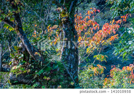 Autumn in Yakushima: Stunning autumn leaves bathed in sunlight Autumn in Yakushima: Stunning autumn leaves bathed in sunlight 141010938