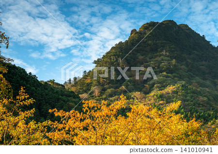 Autumn in Yakushima: Stunning autumn leaves bathed in sunlight Autumn in Yakushima: Stunning autumn leaves bathed in sunlight 141010941