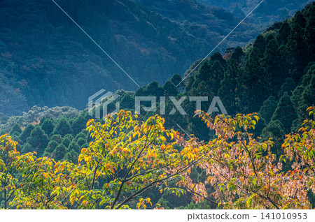 屋久島的秋天:陽光灑在絢麗的秋葉上。 屋久島的秋天:陽光灑在絢麗的秋葉上。 141010953
