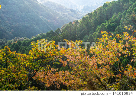 屋久島的秋天:陽光灑在絢麗的秋葉上。 屋久島的秋天:陽光灑在絢麗的秋葉上。 141010954