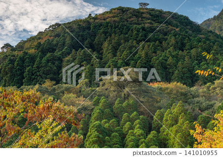 Autumn in Yakushima: Stunning autumn leaves bathed in sunlight 141010955