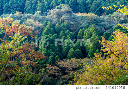 Autumn in Yakushima: Stunning autumn leaves bathed in sunlight 141010956