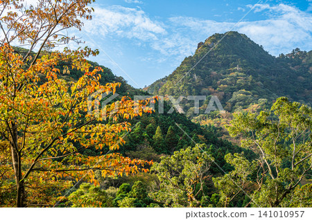 Autumn in Yakushima: Stunning autumn leaves bathed in sunlight Autumn in Yakushima: Stunning autumn leaves bathed in sunlight 141010957