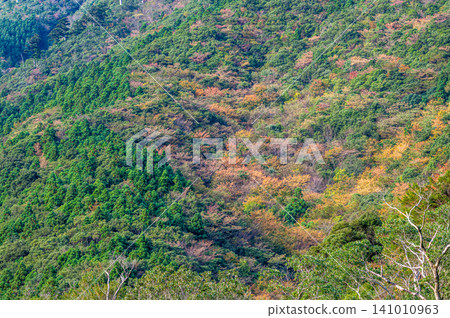 Autumn in Yakushima: Stunning autumn leaves bathed in sunlight Autumn in Yakushima: Stunning autumn leaves bathed in sunlight 141010963