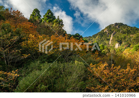 屋久島的秋天：陽光灑在絢麗的秋葉上。 141010966