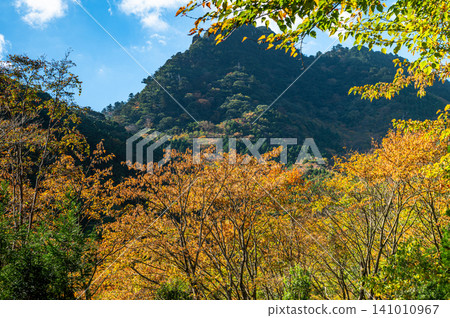 屋久島的秋天:陽光灑在絢麗的秋葉上。 屋久島的秋天:陽光灑在絢麗的秋葉上。 141010967
