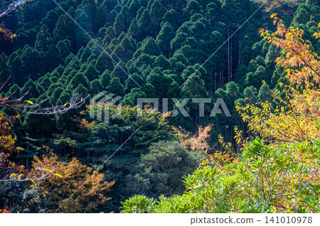 Autumn in Yakushima: Stunning autumn leaves bathed in sunlight Autumn in Yakushima: Stunning autumn leaves bathed in sunlight 141010978
