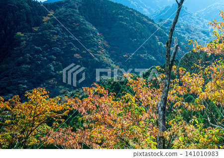 Autumn in Yakushima: Stunning autumn leaves bathed in sunlight Autumn in Yakushima: Stunning autumn leaves bathed in sunlight 141010983