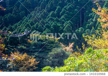 屋久島的秋天：陽光灑在絢麗的秋葉上。 141010988