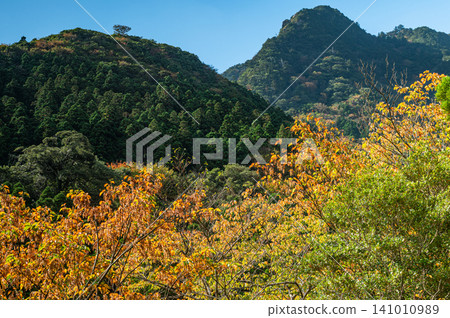 Autumn in Yakushima: Stunning autumn leaves bathed in sunlight Autumn in Yakushima: Stunning autumn leaves bathed in sunlight 141010989