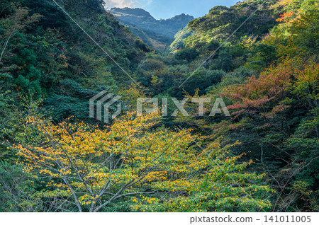 Autumn in Yakushima: Stunning autumn leaves bathed in sunlight Autumn in Yakushima: Stunning autumn leaves bathed in sunlight 141011005