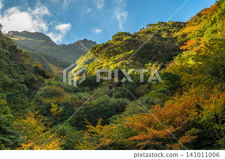 屋久島的秋天:陽光灑在絢麗的秋葉上。 屋久島的秋天:陽光灑在絢麗的秋葉上。 141011006