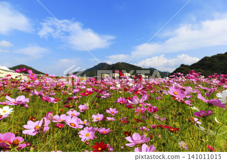 Cosmos field and autumn sky Cosmos field and autumn sky 141011015