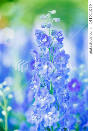 Soft-focus macro of a blue delphinium flower Soft-focus macro of a blue delphinium flower 141011039