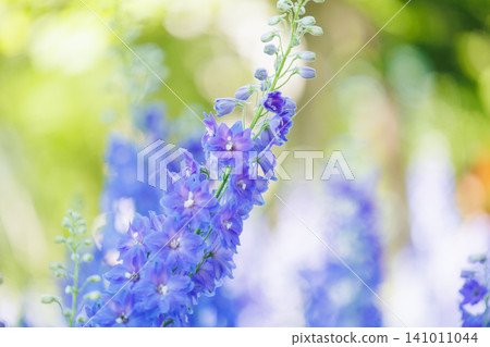 Blue delphiniums blooming beautifully in the garden Blue delphiniums blooming beautifully in the garden 141011044