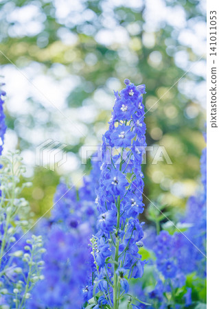 A field of delphiniums in full bloom in the park. 141011053