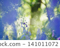 Delphinium spikes bathed in a fantastical light 141011072