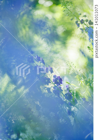 Dreamlike soft-focus delphiniums Dreamlike soft-focus delphiniums 141011073