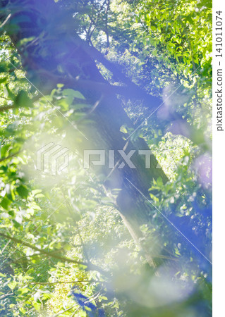 A green forest with sunlight filtering through the trees and lens flare. A green forest with sunlight filtering through the trees and lens flare. 141011074
