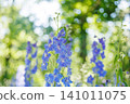 Blue delphinium flowers blooming in the summer garden 141011075
