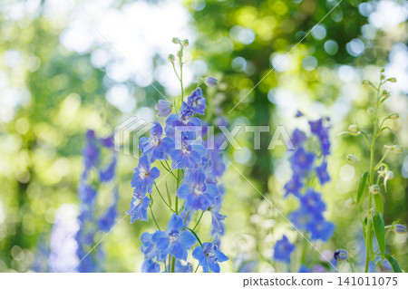 Blue delphinium flowers blooming in the summer garden Blue delphinium flowers blooming in the summer garden 141011075