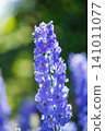 Tall delphiniums blooming in the sunlight 141011077