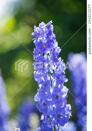 Tall delphiniums blooming in the sunlight Tall delphiniums blooming in the sunlight 141011077