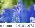 Blue delphiniums shining in the sunlight 141011078
