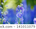 Blue delphinium flowers blooming in the garden in early summer 141011079