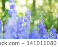 Delphiniums blooming in soft light 141011080