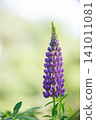 A single purple lupine blooming in a summer meadow. 141011081