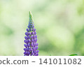Purple lupines blooming against a soft bokeh background. 141011082