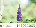 Purple lupines blooming in the sunlight 141011083