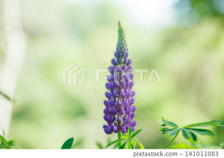Purple lupines blooming in the sunlight Purple lupines blooming in the sunlight 141011083