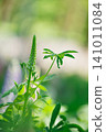 Growing lupine flower buds 141011084