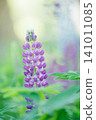 Purple lupine flower spikes blooming in a spring field 141011085