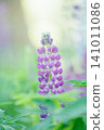 Purple lupine flowers blooming in the garden 141011086