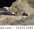 Two pigeons resting their wings on the rocks of Jogashima Island, Miura Peninsula, Kanagawa Prefecture. 141011094