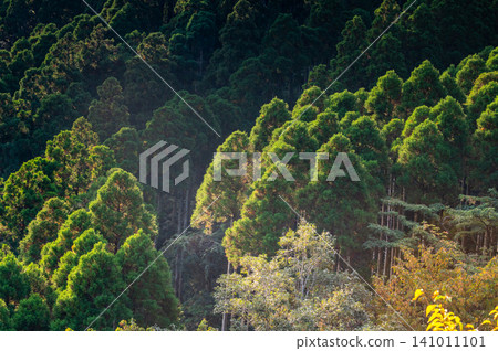 Autumn in Yakushima: Cedar forests bathed in sunlight Autumn in Yakushima: Cedar forests bathed in sunlight 141011101