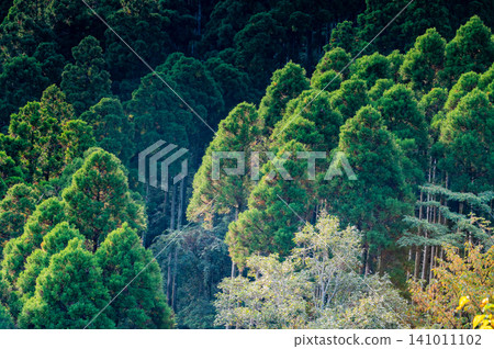 Autumn in Yakushima: Cedar forests bathed in sunlight 141011102